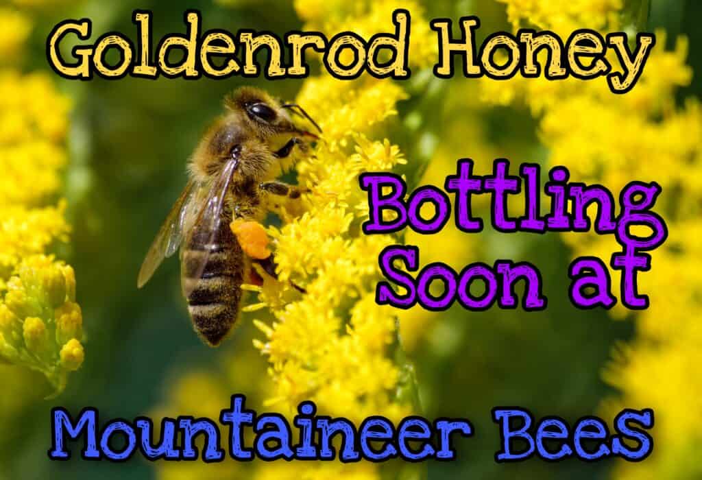 Goldenrod Honey Coming Soon